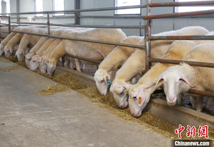 近年来，环县依靠大学生发展养殖业，促进草畜产业科学化、规模化、标准化发展。 高展 摄