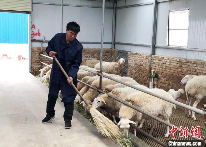 甘肃环县大学生返乡入羊舍引村民科学养殖增收致富