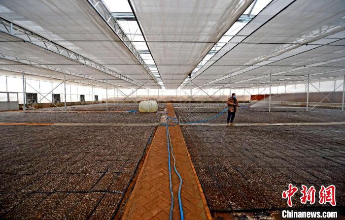 隆德县联合村村民在温棚内培育西瓜苗。 郑琪 摄