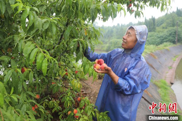 黄志明在摘桃子。　陈毅 摄