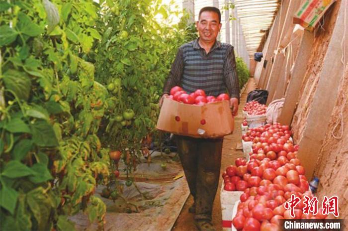 东贾村每天要向城市运送100多吨西红柿。 向峥 摄