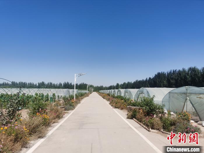 拱棚种植已成为亚尔贝希村脱贫以及持续增收的重要途径。 古丽革娜 摄