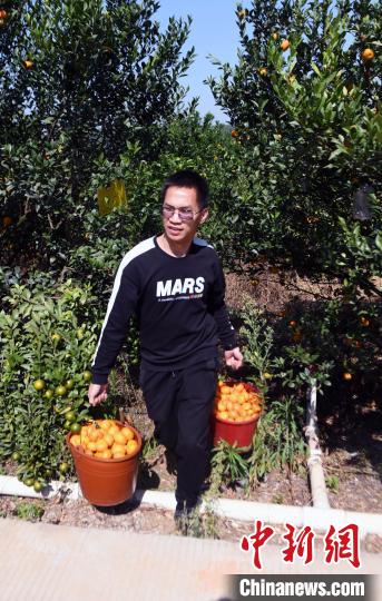 周洵采收水果。 蒋雪林 摄