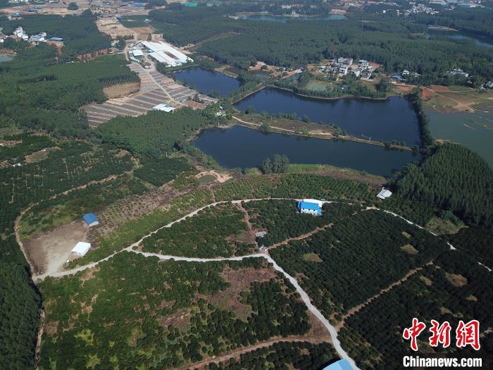 桔香园依山傍水风景秀丽。 蒋雪林 摄