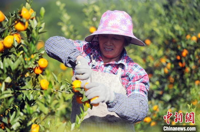 工人在覃塘区蒙公镇桔香园采摘水果。 蒋雪林 摄