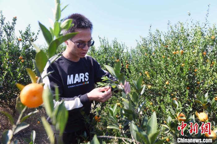 壮族大学生返乡创业借力大数据“种”出新农业