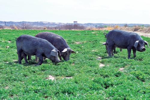 紫苜黑山猪：吃着天然料 肉味好鲜美