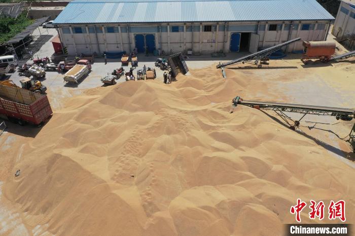 新疆阿克苏夏粮收购有序进行确保农户“粮出手、钱到手”