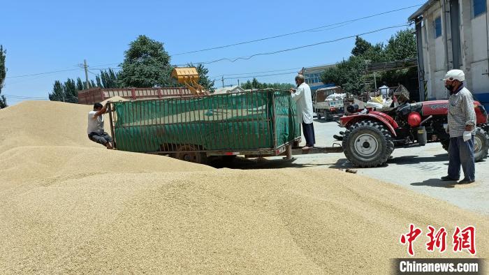 新疆库车市阿依库勒镇农民排队交售夏粮。 周志远 摄
