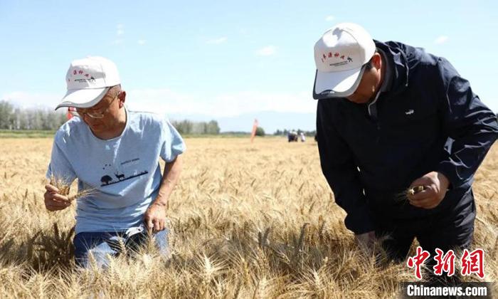 专家分成四组对示范田随机选点测产。 张大松 摄