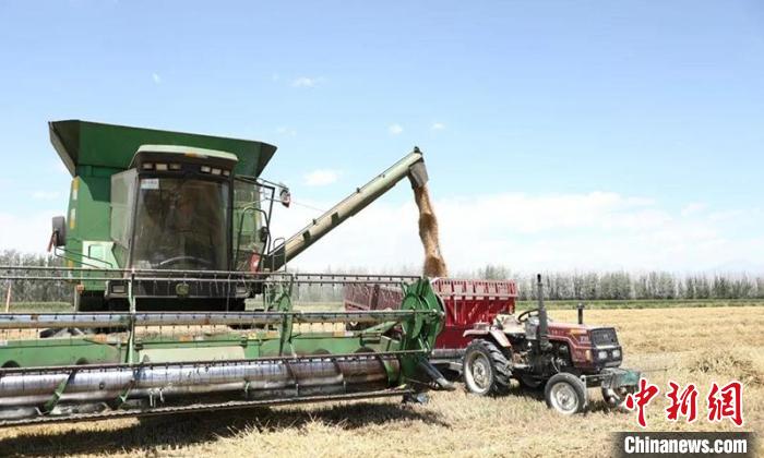 收割机现场收获小麦。 张大松 摄