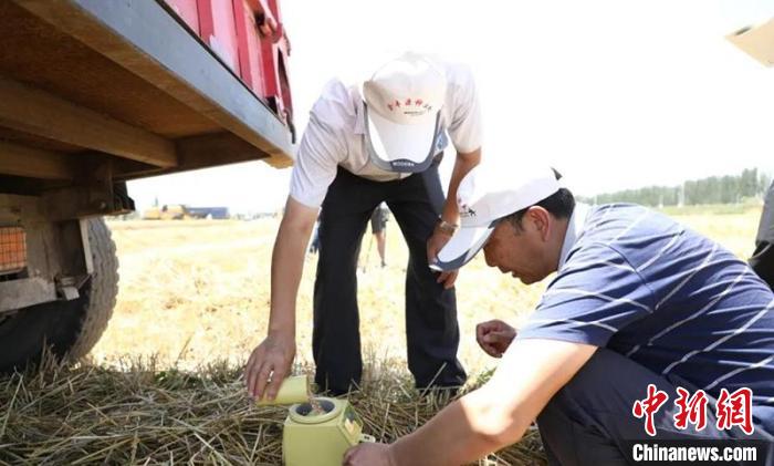 去除杂质和按标准水分含水量后，折合亩产840.34公斤。 张大松 摄