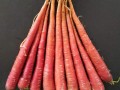 北京老口味蔬菜鞭杆红胡萝卜栽培技术