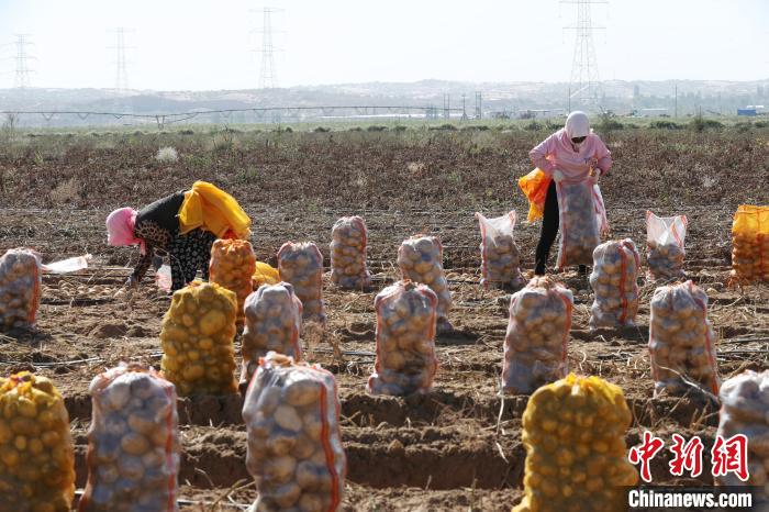 宁夏石嘴山市平罗县红崖子乡马铃薯种植基地，农民正在收获马铃薯。 于晶 摄