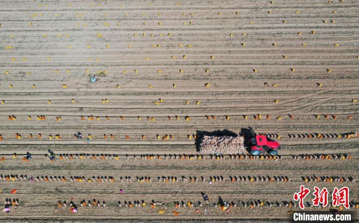 宁夏石嘴山市平罗县红崖子乡马铃薯种植基地，农民正在收获马铃薯。 于晶 摄