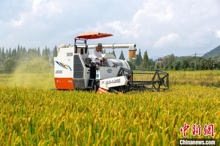 收割机在田野进行收割 沈煜潮供图
