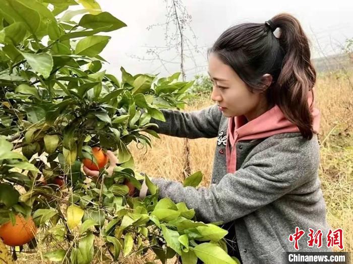 方若水查看柑橘长势。 张良 摄