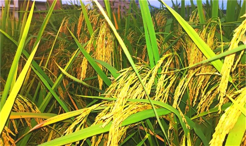 特大穗特长粒中国顶级高产优质稻“杏香1号”选育成功