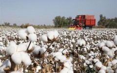 新疆阿拉尔：国产采棉机秋收唱主角