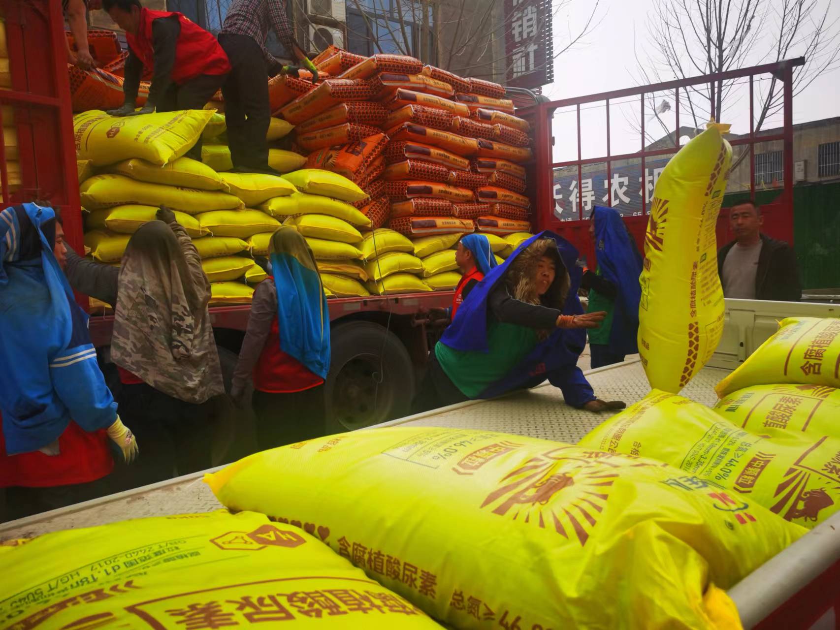 大名县城区供销社工人抓紧时间卸货，确保农资供应及时。人民网记者 李栋摄