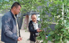 宁夏:塞上有“南果” 四季别样香