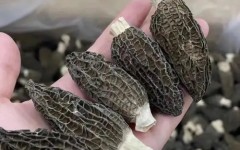 设施栽培羊肚菌如何防治重茬障碍?