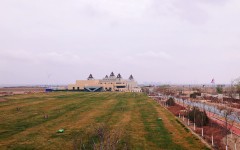 宁夏鸽子山“紫色产业”绽放振兴新图景