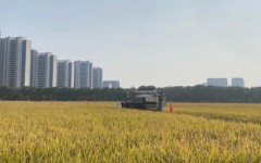 亩产1608.94公斤!浙江“吨半粮”测产结果刷新纪录