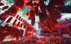 青海循化线辣椒“搭乘”飞船开启航天育种新里程