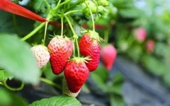 冬季栽培大棚草莓温度是关键