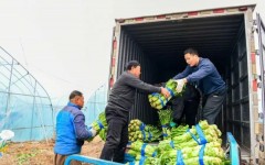 合肥长丰:春节前莴笋销售忙 “小莴笋”种出“大收益”