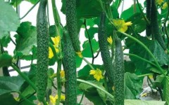 ����ƹ�ֲ��զ������ͷ��