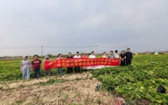 海南文昌木兰湾地瓜每亩单产超5000斤