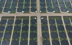 �����˶������彭��赽�����������̬���