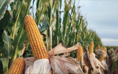 һ�����׵ġ����׸������������Ѷ�����������һ�ֿ���