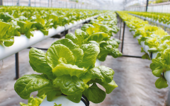 �߲˿���Ӧ��������ʩΪ��