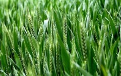 2026��С���ù���������Ƽ����μ���