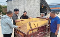 又见“麦种”,又见老张 “你这麦带劲”