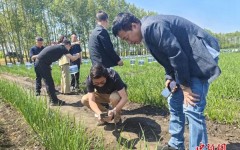 黑龙江“寒地龙菜”产业规模渐成 小毛葱等“龙菜”冷链直运香港