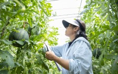 北京延庆:设施西瓜多项新技术集成 刷新全市高产纪录