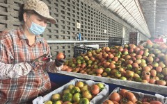 垦区番茄红“出海”闯远东——草莓西红柿实现规模化出口零的突破