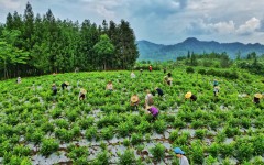 来凤藤茶:藤茶是个啥?