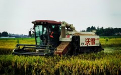 亩产807.01公斤!四川水稻新品种“川绿优雄墩”叩响西南超级稻大门