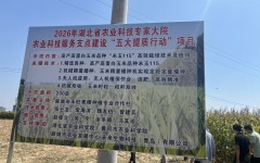 高蛋白玉米“未玉115”,一块地咋挣两份钱?